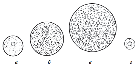 Размер яйцеклетки рыбы. Типы яйцеклеток хордовых животных. Телолецитальная яйцеклетка лягушки. Типы яйцеклеток гистология. Изолецитальная яйцеклетка строение.