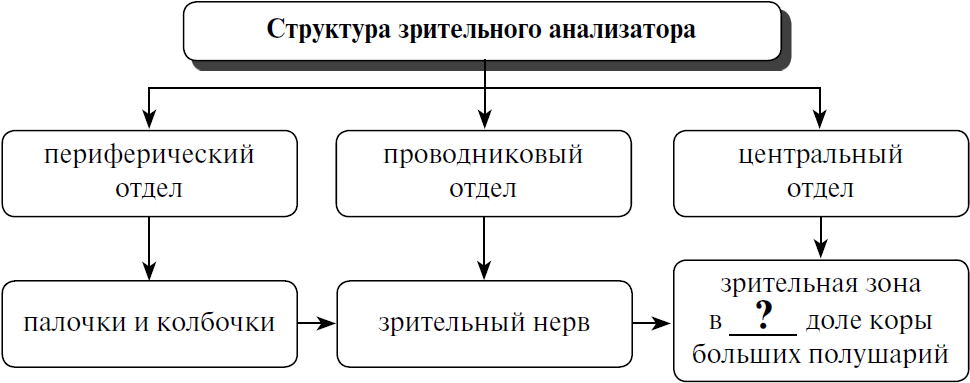 Рассмотрите предложенную схему направлений эволюции