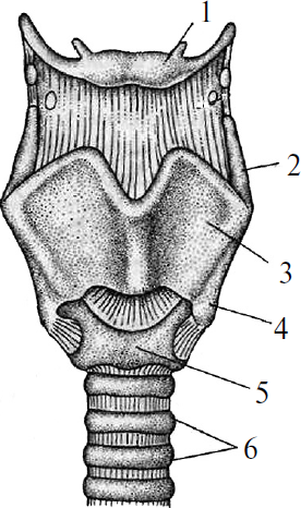 На рисунке изображено строение гортани выберите две. Щитовидный хрящ анатомия. Верхний9 Рог щитовидного хряща. Подъязычная кость и щитовидный хрящ. Строение хрящей гортани человека.