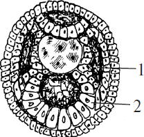 Установите соответствие между структурами и зародышевыми листками обозначенными на рисунке цифрами 1