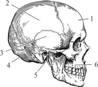 На рисунке изображен скелет головы человека какой цифрой обозначена теменная кость