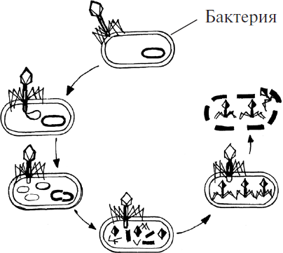 Цикл бактерии. Иммобилизация бактериальных клеток схема. Цикл развития бактерий. Антитела иммобилизация бактериальных клеток схема. Жизненный цикл бактерий.