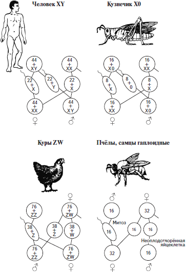 Гетерогаметные особи. Гетерогаметный пол у птиц. Гетерогаметный пол у птиц женский пол. Определение пола у различных организмов. Женский пол гетерогаметен.