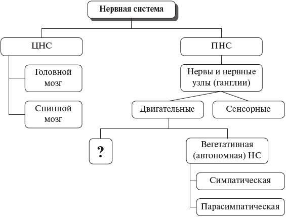 Рассмотрите предложенную схему строения. Рассмотрите предложенную схему строения нервной системы человека. Рассмотрите предложенную схему классификации нервной системы. Рассмотри предложенную классификацию нервной системы.. Рассмотрите предложенную схему типы нервных систем.