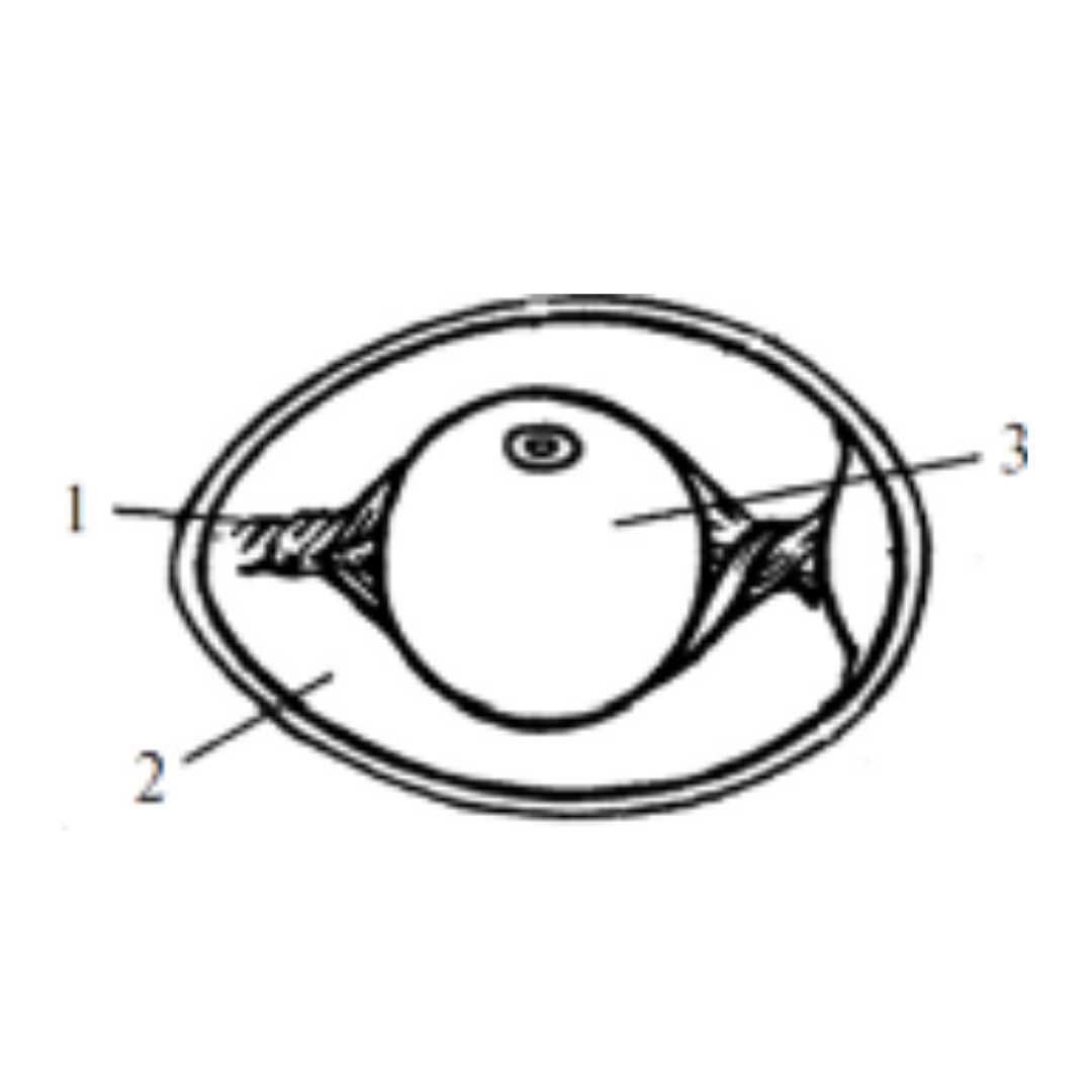 Назовите яйцевые оболочки обозначенные на рисунке цифрами 1 и 2 укажите их функции