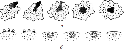 Какие процессы сопровождающие питание амебы изображены на рисунках а и б
