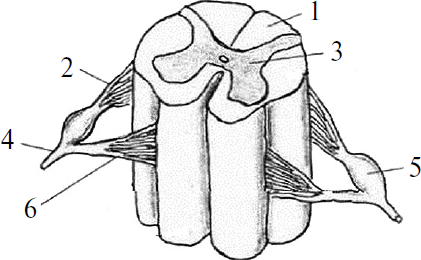Строение спинного мозга рисунок
