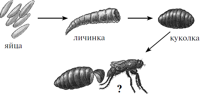 Личинка мухи рисунок