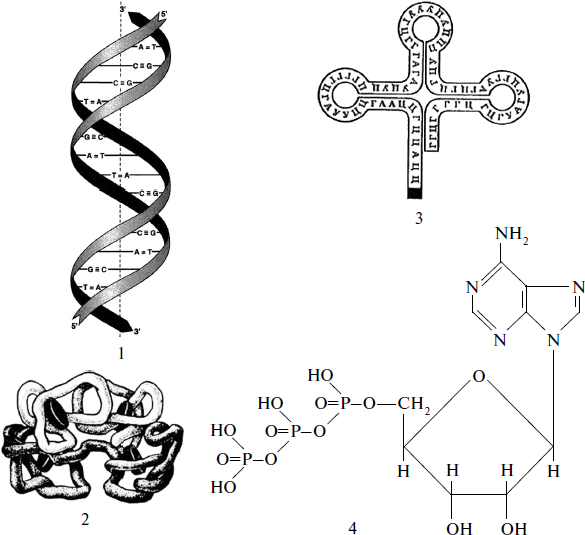 Рисунок молекулы рнк. Схема строения молекулы РНК. Строение молекулы РНК. Схема строения молекулы транспортной РНК рис 40. Схема строения РНК рисунок.