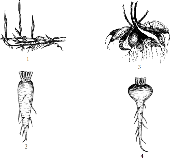 Корневище папоротника видоизмененный побег. Рисунок изображающий корневища. Видоизмененные корни. Видоизменённые побеги ОГЭ рисунки. Отметь рисунок на котором изображен видоизмененный побег корневище.