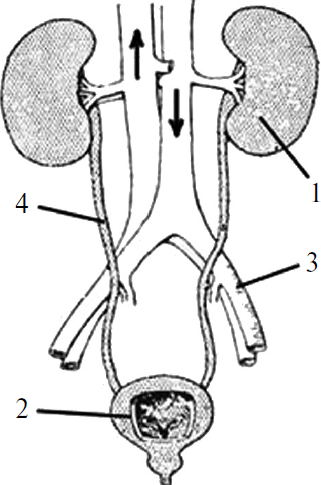 Какой орган мочевыделительной системы обозначен на рисунке цифрой 2