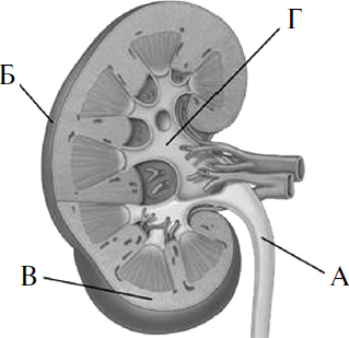 Как называется образование в почке которое обозначено на рисунке буквой а
