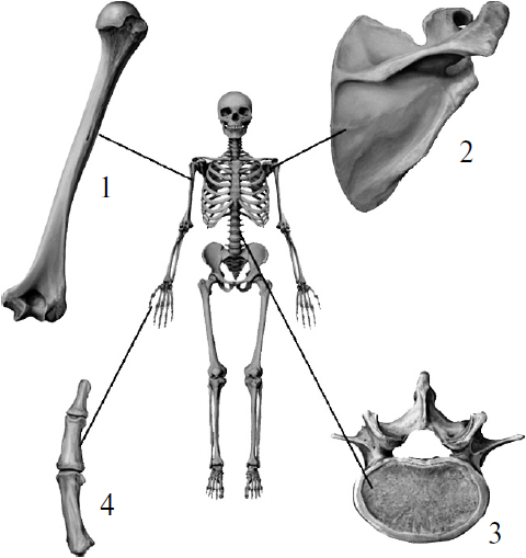 Цифрой 2 на рисунке обозначена кость
