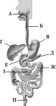 Какую функцию выполняет орган обозначенный на рисунке буквой ж всасывания алкоголя и лекарств ответ