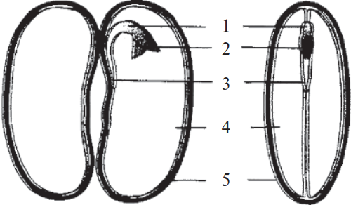 На рисунке представлены разрезы семени двудольного растения что изображено на рисунке под номером 5