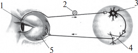 Рефлекторная дуга мигательного. Схема рефлекторной дуги мигательного рефлекса. Рефлекторная дуга мигательного рефлекса. Схему рефлекторной дуги условного мигательного рефлекса. Дуга мигательного рефлекса рисунок.