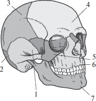 Цифрой 3 на рисунке обозначена кость. Цифрой 1 на рисунке обозначена кость. Подвижная кость черепа обозначена на рисунке. Какой цифрой обозначена подвижная кость черепа человека. Какие кости обозначены цифрами.