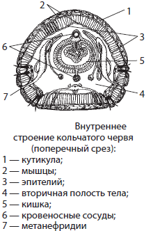 Внутреннее строение кольчатых. Кольчатые черви внутреннее строение. Внутреннее строение кольчатых червей. Внутреннее строение кольчатого червя. Схема строения кольчатых червей.
