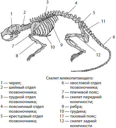 Отделы позвоночника млекопитающих 7. Скелет крысы строение. Скелет грызуна строение. Млекопитающие Скелетная система. Структура скелета крысы.