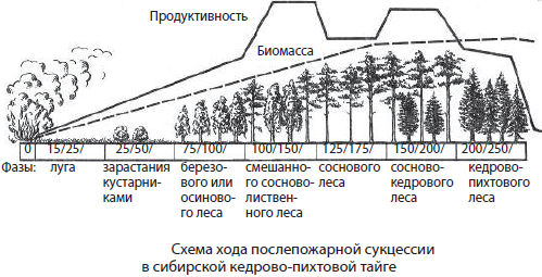Увеличение биологической продуктивности природных зон. Схема сукцессии леса. Стадии сукцессии схема. Фазы сукцессии схема. Этапы вторичной сукцессии.